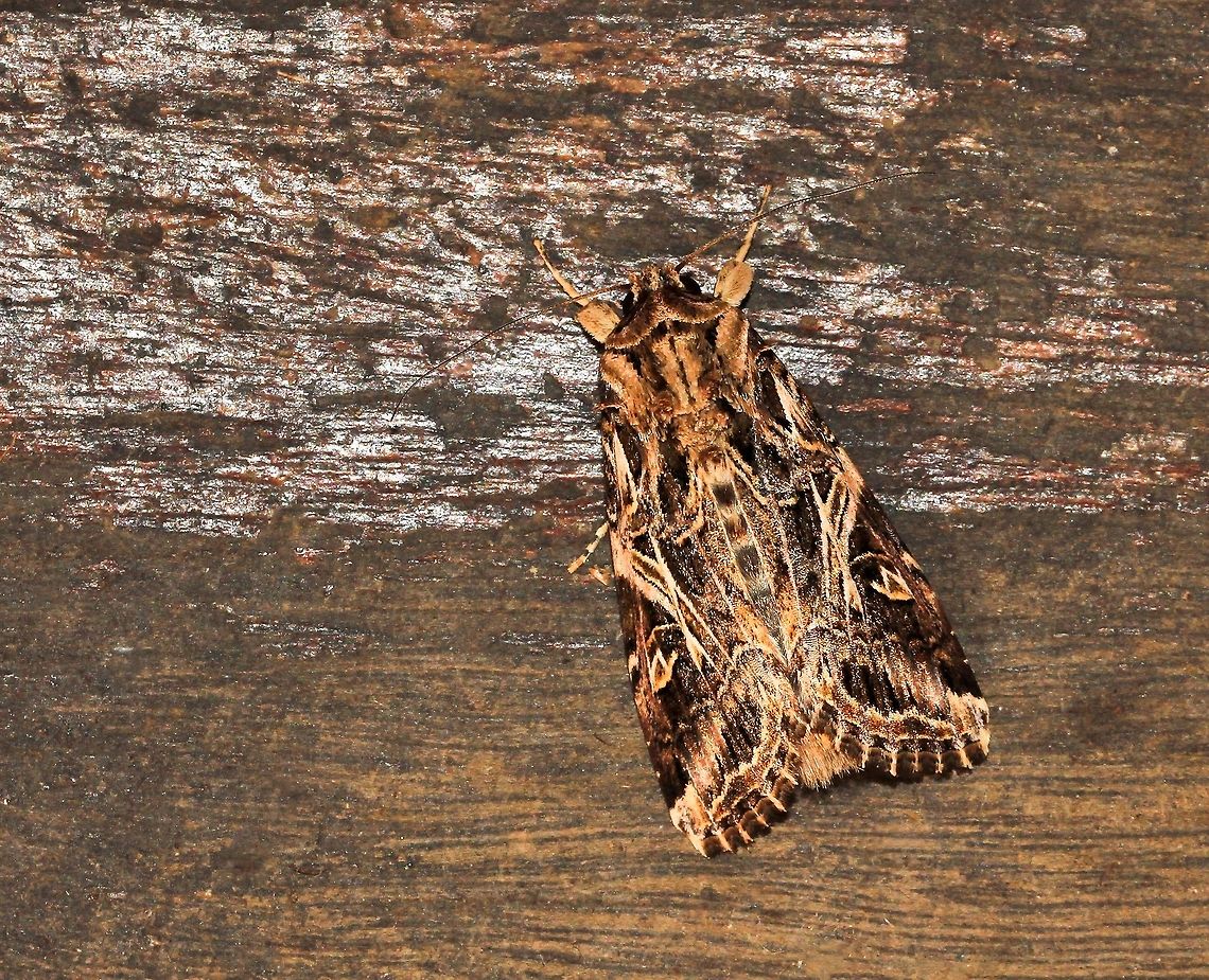 Tobacco Cutworm moth Some stunning textures, contrasts and markings here on this subtle beauty. <br />
The larva of this nocturnal moth is a pest to many plants/crops, including tobacco, cotton, soybean and chickpeas.  <br />
20 mm in length<br />
<br />
 Australia,Cottton Leafworm moth,Geotagged,Lepidoptera,Macro,Moth,Noctuidae,Spodoptera litura,Tobacco Cutworm moth,Tobacco cutworm,arthropod,insect,invertebrate,summer