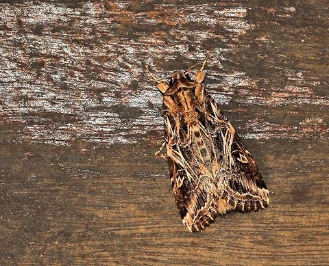 Tobacco Cutworm moth Some stunning textures, contrasts and markings here on this subtle beauty. 
The larva of this nocturnal moth is a pest to many plants/crops, including tobacco, cotton, soybean and chickpeas.  
20 mm in length

 Australia,Cottton Leafworm moth,Geotagged,Lepidoptera,Macro,Moth,Noctuidae,Spodoptera litura,Tobacco Cutworm moth,Tobacco cutworm,arthropod,insect,invertebrate,summer