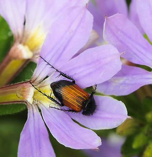 Nectar scarab Nectar scarabs are small orange/brown and black beetles that are active during the day. 
8 mm length. 
Phyllotocus genus, possibly apicalis sp. Australia,Coleoptera,Geotagged,Nectar Scarab beetle,Scarabaeidae,Spring,arthropod,beetle,insect,invertebrate,macro