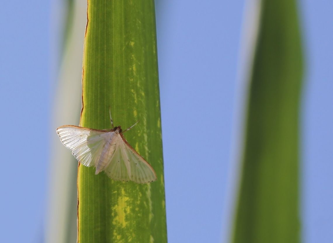 Cydalima diaphanalis This dainty and pretty little moth is white with a small black dot near the centre of each wing, and a brown costa to each forewing. There are also some black dots on the margin near the wingtip of each forewing. <br />
Wingspan 35 mm<br />
I was advised on an Australian Lepidoptera forum that this was an unusual sighting for mid coast New South Wales. Seen more frequently in South Australia and Queensland.  Australia,Crambidae,Cydalima diaphanalis,Geotagged,Lepidoptera,Macro,Moth,Spilomelinae,arthropod,fauna,insect,invertebrate,summer