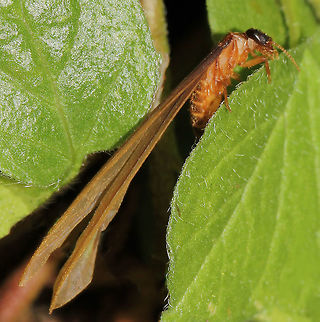 Termite Reproductive Alate Darker-coloured and winged reproductives fly from a nest and establish a new colony. The wing length of this species is impressive. 
One of the triggers for these swarmers to emerge is the combination of the increase in temperature with heavy rain fall which we've recently had. 
7 mm body length (not including wings) Australia,Blattodea,Geotagged,Isoptera,Macro,Termite,arthropod,insect,invertebrate,summer,termite alate,termite swarmer,winged termite