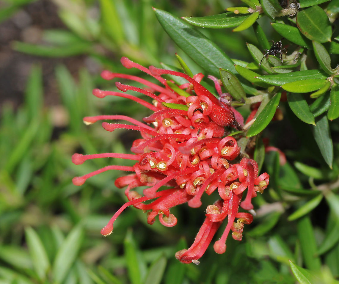 Grevillea juniperina 'New Blood' &#039;New Blood&#039; is a deep red, flowering ground cover plant. Low growing to 25 cm high and 1.5 metres wide. Flowers are very attractive to insects and small nectar loving birds. <br />
Flowers on this hybrid are petite...just 35 mm diameter. Australia,Geotagged,Grevillea juniperina,Macro,Proteaceae,Proteales,Silky Oak,Spider Flower,Spring,botany,flower,grevillea juniperina,plant,red flowers