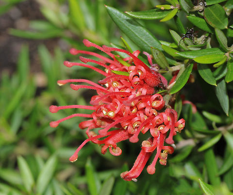 Grevillea juniperina 'New Blood' 'New Blood' is a deep red, flowering ground cover plant. Low growing to 25 cm high and 1.5 metres wide. Flowers are very attractive to insects and small nectar loving birds. 
Flowers on this hybrid are petite...just 35 mm diameter. Australia,Geotagged,Grevillea juniperina,Macro,Proteaceae,Proteales,Silky Oak,Spider Flower,Spring,botany,flower,grevillea juniperina,plant,red flowers