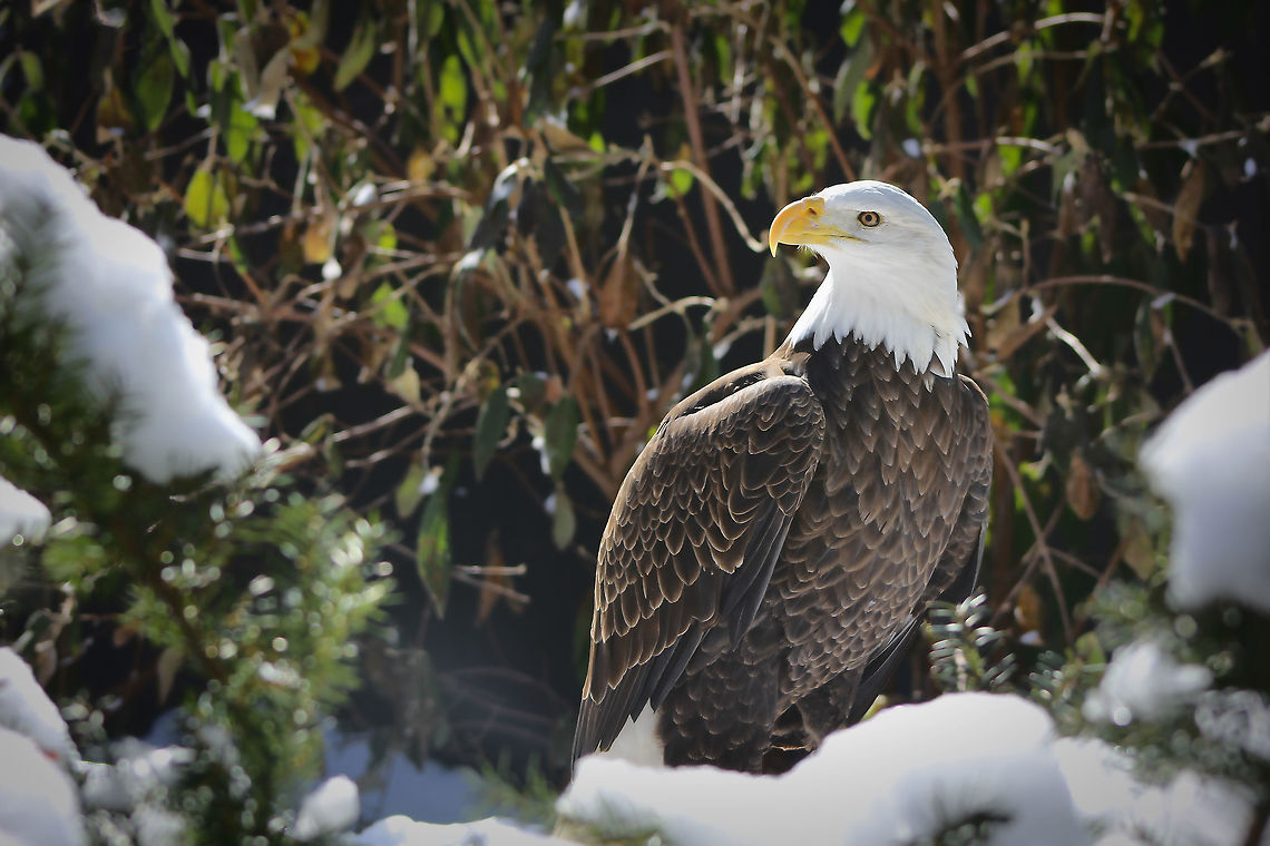 Bald eagle The thrill of seeing these magnificent raptors for the first time will stay with me forever. I hope I captured just some of the nobility they portray in this image.  Accipitridae,Accipitriformes,Bald Eagle,Eagle,Geotagged,Haliaeetus leucocephalus,North America,United States,Winter,bird,pennsylvania,raptor