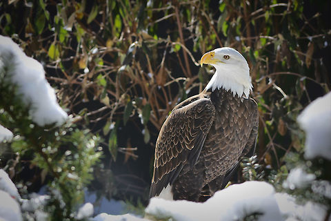 Bald eagle The thrill of seeing these magnificent raptors for the first time will stay with me forever. I hope I captured just some of the nobility they portray in this image.  Accipitridae,Accipitriformes,Bald Eagle,Eagle,Geotagged,Haliaeetus leucocephalus,North America,United States,Winter,bird,pennsylvania,raptor