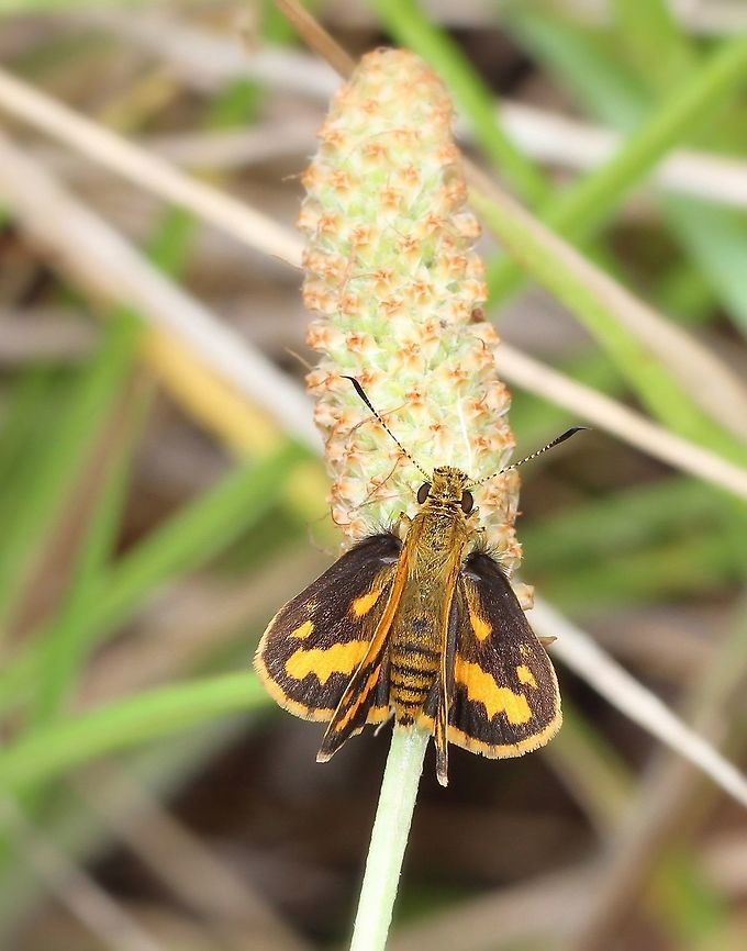 Wide brand grass dart Suniana sunias ssp. rectivitta. (Sub-species rectivitta in New South Wales and Queensland. Sub-species sauda in the Northern Territory). <br />
<br />
This little butterfly was seen in a roadside verge making its way through the foliage.  <br />
<br />
Larvae feed on various grasses.<br />
<br />
25 mm wingspan <br />
  Arthropod,Australia,Butterfly,Geotagged,Hesperiidae,Lepidoptera,Macro,Suniana sunias,Wide brand Grass Dart,insect,invertebrate,markings,summer