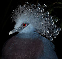 Victoria crowned pigeon portrait Seen at The National Aviary, Pittsburgh, PA. This stunning pigeon is a native to the New Guinea region.<br />
<br />
70 cm in length<br />
<br />
https://www.jungledragon.com/image/119541/victoria_crowned_pigeon_preening.html Aves,Columbidae,Columbiformes,Geotagged,Goura victoria,United States,Victoria Crowned Pigeon,bird,fauna,vertebrate