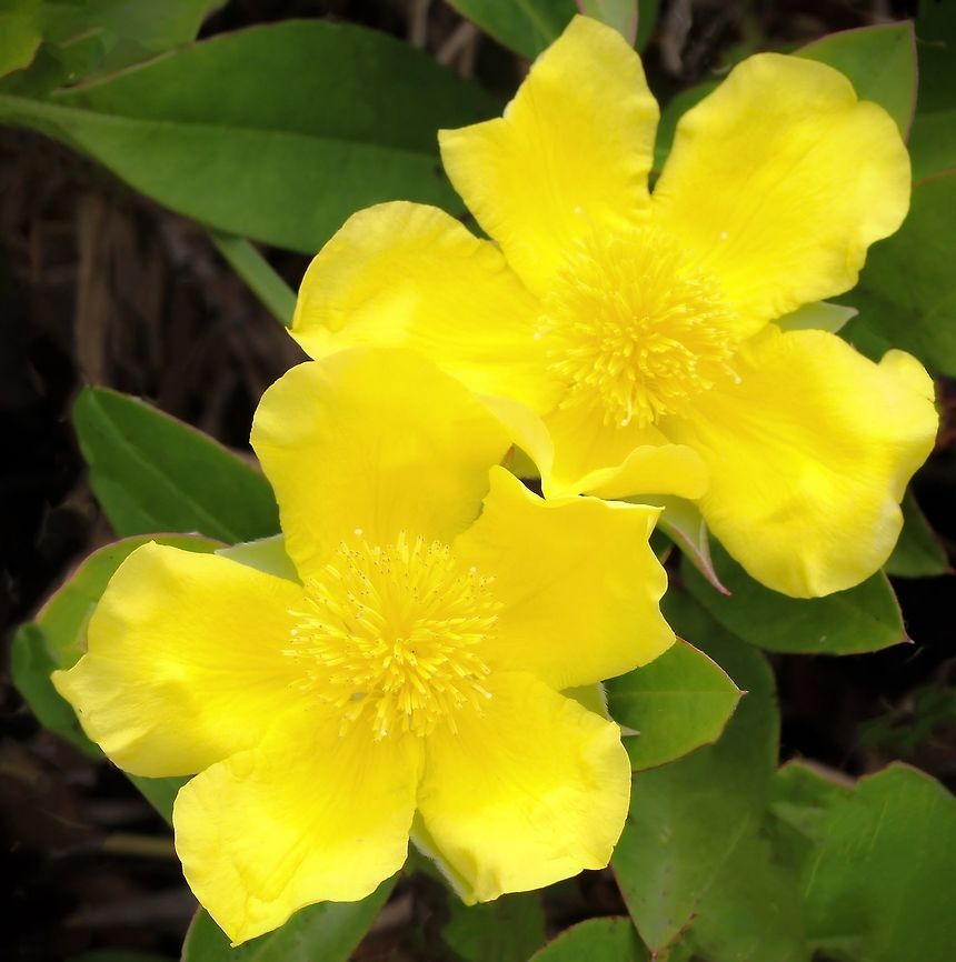 Golden Guinea Vine Hibbertia scandens - family Dilleniaceae.<br />
A vigorous and twining native perennial with large yellow flowers in late spring and summer. Potential growth in height of 2 metres and width 4 metres. <br />
 Australia,Dilleniaceae,Dilleniales,Geotagged,Golden Guinea Vine,Guinea Flower,Hibbertia scandens,Perennial,Snake Vine,Spring,botany,flower,plant,scandens,yellow,yellow flowers