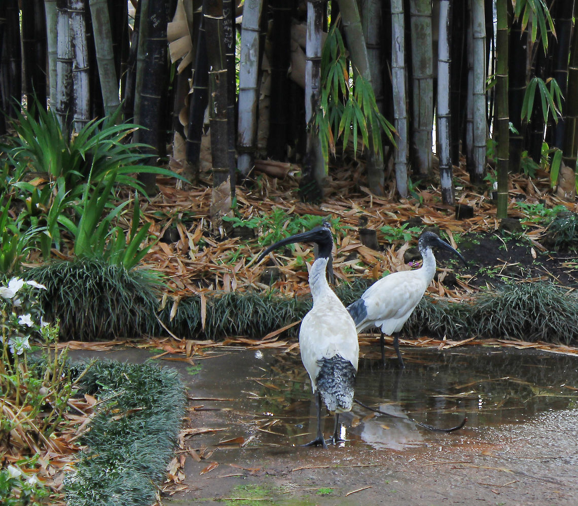 Australian White Ibis pair Predominantly white plumage with a bare, black head, long downcurved bill and black legs. <br />
75 cm in length Australia,Australian White Ibis,Geotagged,Pelecaniformes,Spring,Threskiornis molucca,Threskiornithidae,bird