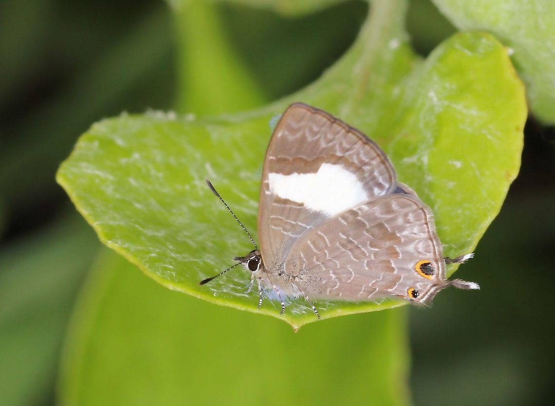 Hairy Line Blue Females, as seen here, are brown on top with a large white patch on each forewing, and a blue sheen near the hinges and the hindwings. Underneath, the wings are fawn with arcs of darker markings. A black eye-spot at the tornus and a small tail at the hindwing tornus. The females also have a large white patch under each forewing. <br />
<br />
Image of a male, below. <br />
<br />
Wingspan 20 mm<br />
<br />
<figure class="photo"><a href="https://www.jungledragon.com/image/111383/hairy_line-blue.html" title="Hairy line-blue"><img src="https://s3.amazonaws.com/media.jungledragon.com/images/3314/111383_thumb.jpg?AWSAccessKeyId=05GMT0V3GWVNE7GGM1R2&Expires=1759968010&Signature=q9nC6rmWhi0SE3FRq0QZL2y6%2BOE%3D" width="200" height="176" alt="Hairy line-blue Within family Lycaenidae (blues and coppers), this diminutive butterfly can be seen flying during daylight hours. Its range is along most of the east coast of Australia and New Guinea. <br />
<br />
Male, wingspan 20 mm <br />
<br />
Image of a female, below.<br />
<br />
https://www.jungledragon.com/image/71630/hairy_line_blue.html Australia,Erysichton lineata,Fall,Geotagged,Hairy Line Blue,Lepidoptera,Lycaenidae,Polyommatinae,Polyommatini,arthropod,autumn,fauna,insect,invertebrate,macro,new south wales" /></a></figure> Australia,Butterfly,Erysichton lineata,Geotagged,Hairy Line Blue,Lepidoptera,Lycaenidae,Macro,Polyommatinae,Polyommatini,Spring,insect,invertebrate