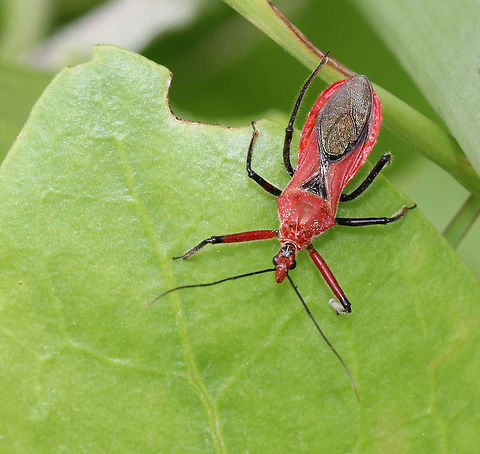 Gminatus australis assassin Hemipteran bug of orange/red colour with black wings. There are a number of tubercles on the pronotum. Legs are slender and the ventral abdomen is black.
15 mm body length
 Australia,Geotagged,Gminatus australis,Hemiptera,Macro,Orange Assassin Bug,Reduviidae,arthropod,insect,invertebrate,red,summer