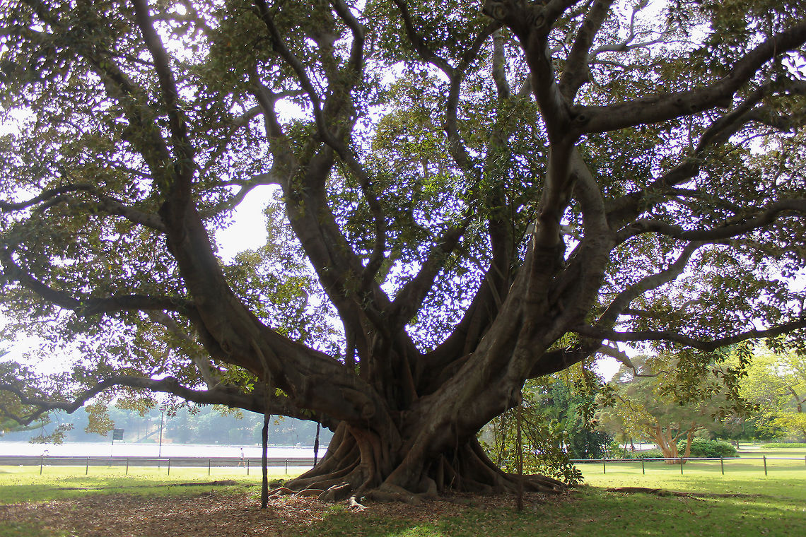 Australian banyan Also commonly known as Moreton Bay figs, identifiable by their large buttress roots and purple fruits. These grow to be enormous trees up to 60 m - this one estimated to be 35 metres in height. As this is a strangler fig, seed germination usually takes place in the canopy of a host tree and the seedling lives as an epiphyte until its roots establish contact with the ground.<br />
<br />
Like all figs, it has an obligate mutualism with fig wasps - figs are only pollinated by fig wasps, and fig wasps can only reproduce in fig flowers.<br />
<br />
<figure class="photo"><a href="https://www.jungledragon.com/image/102110/australian_banyan_trunk_and_buttress_root_detail.html" title="Australian banyan trunk and buttress root detail"><img src="https://s3.amazonaws.com/media.jungledragon.com/images/3314/102110_thumb.jpg?AWSAccessKeyId=05GMT0V3GWVNE7GGM1R2&Expires=1763596810&Signature=4rhGtHwZPcwN8I4blJZh7RXHvTU%3D" width="200" height="140" alt="Australian banyan trunk and buttress root detail Also commonly known as Moreton Bay figs, identifiable by their large buttress roots and purple fruits. These grow to be enormous trees up to 60 m - this one estimated to be 35 metres in height. As this is a strangler fig, seed germination usually takes place in the canopy of a host tree and the seedling lives as an epiphyte until its roots establish contact with the ground.<br />
<br />
Like all figs, it has an obligate mutualism with fig wasps - figs are only pollinated by fig wasps, and fig wasps can <br />
only reproduce in fig flowers.<br />
<br />
https://www.jungledragon.com/image/71724/moreton_bay_fig.html Australia,Australian banyan,Botany,Buttress roots,Ficus macrophylla,Flora,Geotagged,Moraceae,Moreton Bay fig,Rosales,Spring,Strangler fig,Tree,new south wales" /></a></figure> Australia,Australian banyan,Buttress roots,Ficus macrophylla,Flora,Geotagged,Moraceae,Moreton Bay fig,Rosales,Spring,Strangler fig,Tree,botany,new south wales