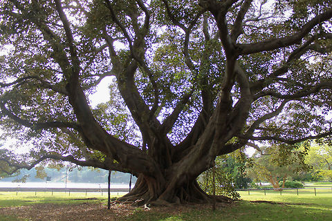 Australian banyan Also commonly known as Moreton Bay figs, identifiable by their large buttress roots and purple fruits. These grow to be enormous trees up to 60 m - this one estimated to be 35 metres in height. As this is a strangler fig, seed germination usually takes place in the canopy of a host tree and the seedling lives as an epiphyte until its roots establish contact with the ground.

Like all figs, it has an obligate mutualism with fig wasps - figs are only pollinated by fig wasps, and fig wasps can only reproduce in fig flowers.

https://www.jungledragon.com/image/102110/australian_banyan_buttress_root_detail.html Australia,Australian banyan,Buttress roots,Ficus macrophylla,Flora,Geotagged,Moraceae,Moreton Bay fig,Rosales,Spring,Strangler fig,Tree,botany,new south wales