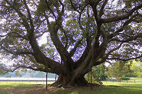 Australian banyan Also commonly known as Moreton Bay figs, identifiable by their large buttress roots and purple fruits. These grow to be enormous trees up to 60 m - this one estimated to be 35 metres in height. As this is a strangler fig, seed germination usually takes place in the canopy of a host tree and the seedling lives as an epiphyte until its roots establish contact with the ground.<br />
<br />
Like all figs, it has an obligate mutualism with fig wasps - figs are only pollinated by fig wasps, and fig wasps can only reproduce in fig flowers.<br />
<br />
https://www.jungledragon.com/image/102110/australian_banyan_buttress_root_detail.html Australia,Australian banyan,Buttress roots,Ficus macrophylla,Flora,Geotagged,Moraceae,Moreton Bay fig,Rosales,Spring,Strangler fig,Tree,botany,new south wales