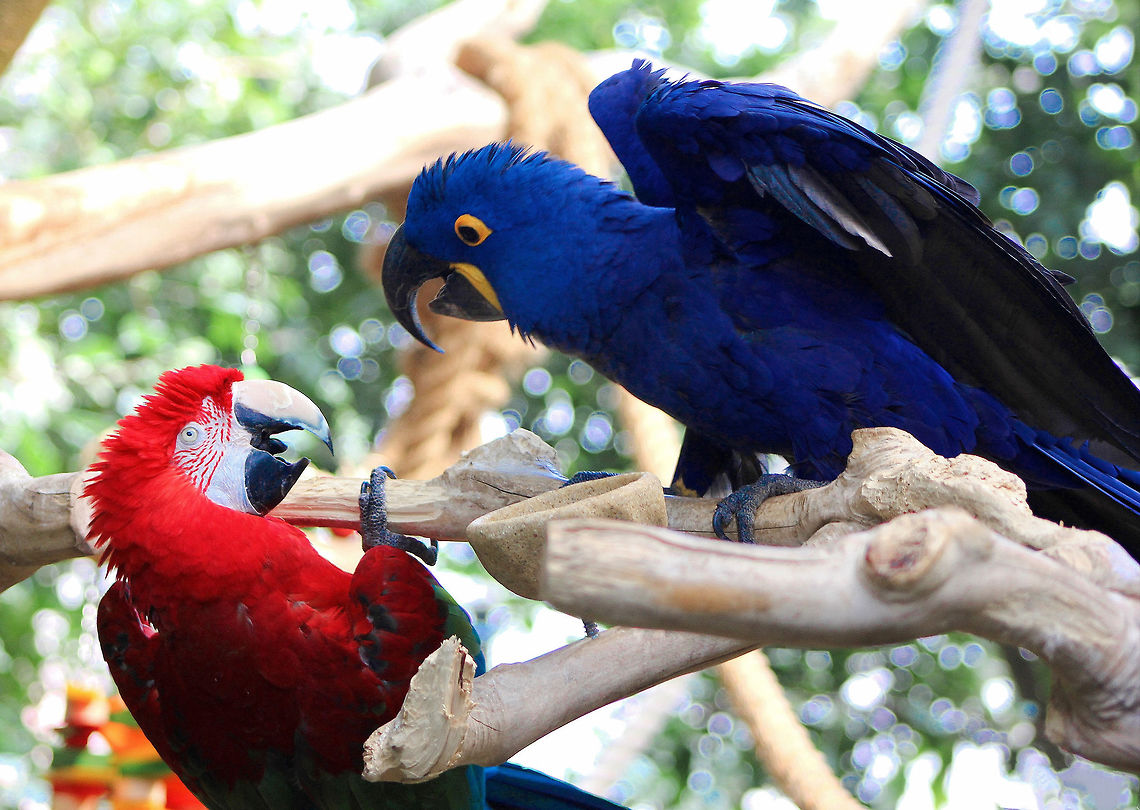 The Odd Couple Hyacinth Macaw and Scarlet Macaw, both native to South America - seen here at The National Aviary, Pittsburgh, Pennsylvania.<br />
No laughing matter for these two, working their way through some very real  power struggles - but I couldn&#039;t help see the humour in it, watching their shenanigans as they tried to outwit each other for top spot on the best branch.  Anodorhynchus hyacinthinus,Blue,Geotagged,Hyacinth Macaw,Psittacidae,Psittaciformes,Scarlet Macaw,The National Aviary Pittsburgh,United States,Winter,bird,captive animal,parrot,red
