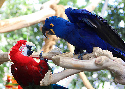 The Odd Couple Hyacinth Macaw and Scarlet Macaw, both native to South America - seen here at The National Aviary, Pittsburgh, Pennsylvania.
No laughing matter for these two, working their way through some very real  power struggles - but I couldn't help see the humour in it, watching their shenanigans as they tried to outwit each other for top spot on the best branch.  Anodorhynchus hyacinthinus,Blue,Geotagged,Hyacinth Macaw,Psittacidae,Psittaciformes,Scarlet Macaw,The National Aviary Pittsburgh,United States,Winter,bird,captive animal,parrot,red