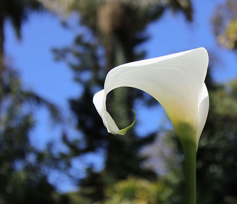 The elegance of Arum With its classically beautiful and majestic inflorescence, the arum is always an enchanting sight to behold. 
It is however, highly toxic to humans and can cause serious illness and even death if ingested. All parts of the plant, especially the flower, are poisonous.
A native to South Africa and other regions close by, it has naturalized here in Australia and is now a significant environmental weed in WA and VIC, also problematic in NSW, SA and Tasmania.
Spathe  25 cm in height
 Alismatales,Araceae,Australia,Calla lily,Flora,Geotagged,Zantedeschia aethiopica,botany,flower,herbaceous perennial plant,plant,spathe,summer,white flowers