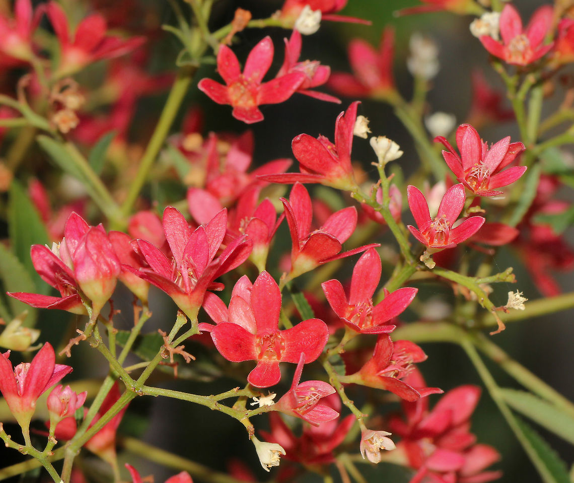 New South Wales Christmas bush An evergreen native shrub that has three-pointed leaves and creamy flowers in spring. After flowering, the sepals turn a pink-red for a stunning show around Christmas time.<br />
Grows to around 5 metres Australia,Ceratopetalum gummiferum,Cunoniaceae,Geotagged,New South Wales Christmas bush,Oxalidales,botany,plant,red flowers,summer