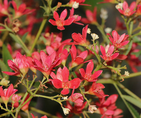 New South Wales Christmas bush An evergreen native shrub that has three-pointed leaves and creamy flowers in spring. After flowering, the sepals turn a pink-red for a stunning show around Christmas time.
Grows to around 5 metres Australia,Ceratopetalum gummiferum,Cunoniaceae,Geotagged,New South Wales Christmas bush,Oxalidales,botany,plant,red flowers,summer