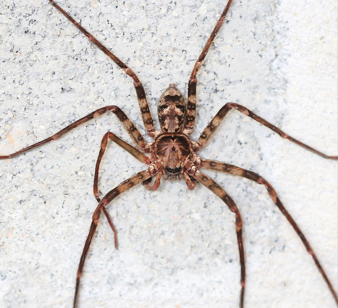 Huntsman Heteropoda jugulans male. Nocturnal hunter. In the wild during daylight hours, can be found under loose bark in eucalypt forests. In urban settings such as here - inside my garage! <br />
Body length 20 mm Araneae,Australia,Brisbane Huntsman,Geotagged,Heteropoda jugulans,Huntsman Spider,Sparassidae,Spider,Summer,arachnid,arthropod,invertebrate
