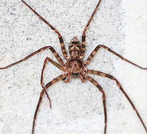 Huntsman Heteropoda jugulans male. Nocturnal hunter. In the wild during daylight hours, can be found under loose bark in eucalypt forests. In urban settings such as here - inside my garage! 
Body length 20 mm Araneae,Australia,Brisbane Huntsman,Geotagged,Heteropoda jugulans,Huntsman Spider,Sparassidae,Spider,Summer,arachnid,arthropod,invertebrate