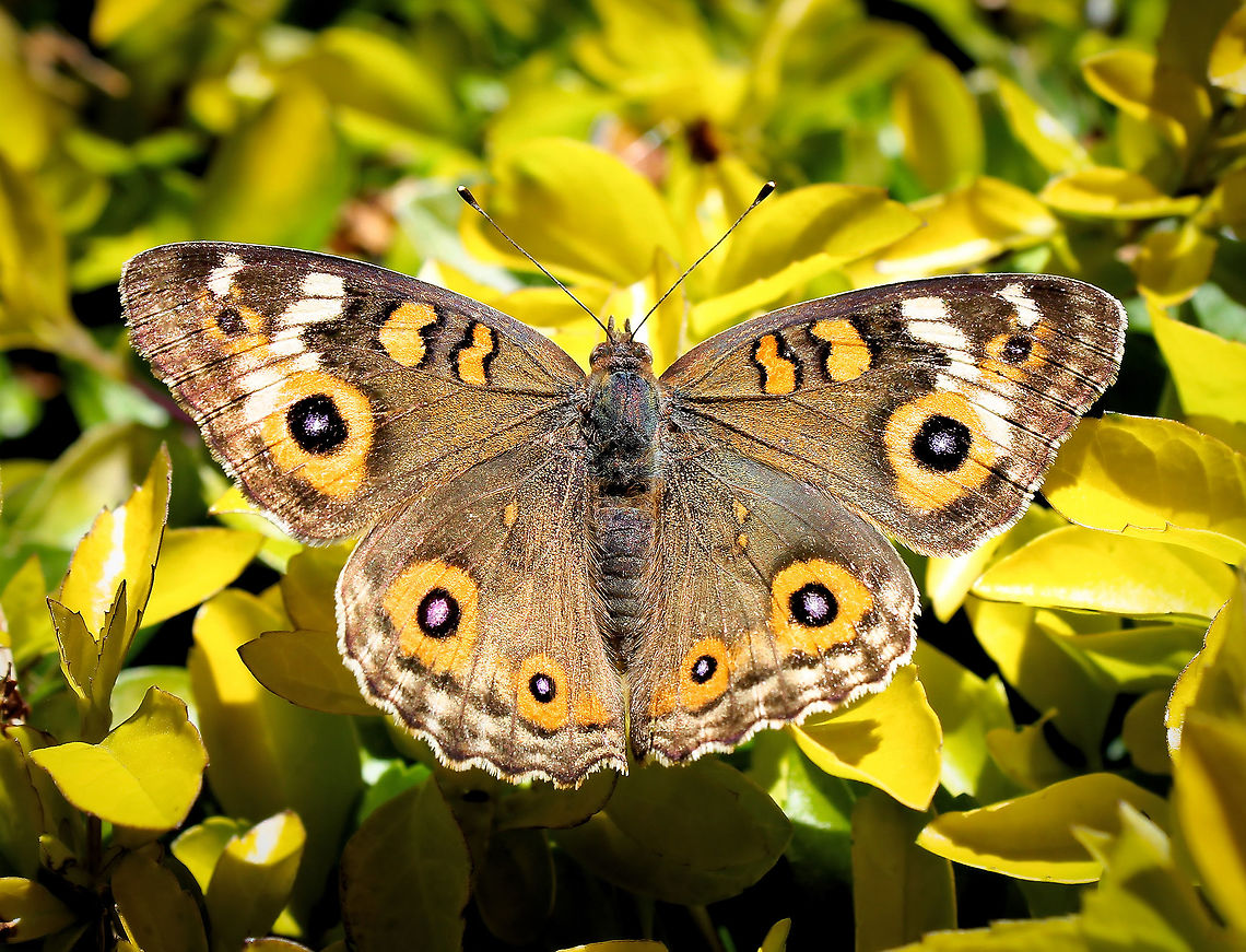 Junonia villida The meadow argus is a lovely little butterfly found in all areas of Australia. A fast flyer, settling frequently to rest and enjoy the sunshine. <br />
The wings are opened and closed quickly to flash the eye-spots - this is thought to frighten potential predators such as birds. <br />
Wingspan 40mm<br />
<br />
<figure class="photo"><a href="https://www.jungledragon.com/image/169592/winter_welcome_visitor.html" title="Winter welcome visitor"><img src="https://s3.amazonaws.com/media.jungledragon.com/images/3314/169592_thumb.jpg?AWSAccessKeyId=05GMT0V3GWVNE7GGM1R2&Expires=1759968010&Signature=6kNLhPk%2BjPI7zS02%2FsXN3DDFI50%3D" width="200" height="140" alt="Winter welcome visitor Junonia villida, our pretty meadow argus, which can be seen year round in these parts if one is lucky. <br />
<br />
Nights and early mornings are cold now, but our winter days can be very pleasant at around 20C which I&#039;m sure these butterflies and many other insects enjoy. <br />
<br />
A fast flyer, settling frequently to rest and enjoy the sunshine. The wings are opened and closed quickly to flash the eye-spots - this is thought to frighten potential predators such as birds. <br />
<br />
Wingspan around 4 cm. <br />
<br />
https://www.jungledragon.com/image/72312/junonia_villida.html<br />
<br />
<br />
 Australia,Geotagged,Junonia villida,Meadow Argus,Nymphalidae,arthropod,entomology,fauna,insect,invertebrate,macro,new south wales,winter" /></a></figure> Australia,Butterfly,Geotagged,Junonia villida,Lepidoptera,Macro,Meadow Argus,Nymphalidae,Summer,insect,invertebrate,markings,pattern