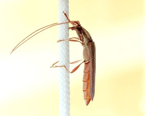 Uracanthus logicorn beetle in repose A longicorn beetle that came through an open window and settled on the chord of a cedar blind at a friend's house. Always impressed by the antennae on these characters. 

45 mm body length

https://www.jungledragon.com/image/105465/uracanthus_acutus_dorsal.html

http://bezbycids.com/byciddb/wdetails.asp?id=19916&w=o
  Australia,Cerambycidae,Cerambycinae,Coleoptera,Fauna,Geotagged,Longhorn beetle,Longicorn beetle,Summer,Uracanthini,Uracanthus acutus,arthropod,insect,invertebrate,macro