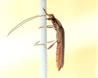 Uracanthus logicorn beetle in repose A longicorn beetle that came through an open window and settled on the chord of a cedar blind at a friend's house. Always impressed by the antennae on these characters. <br />
<br />
45 mm body length<br />
<br />
https://www.jungledragon.com/image/105465/uracanthus_acutus_dorsal.html<br />
<br />
http://bezbycids.com/byciddb/wdetails.asp?id=19916&w=o<br />
Australia,Cerambycidae,Cerambycinae,Coleoptera,Fauna,Geotagged,Longhorn beetle,Longicorn beetle,Summer,Uracanthini,Uracanthus acutus,arthropod,insect,invertebrate,macro