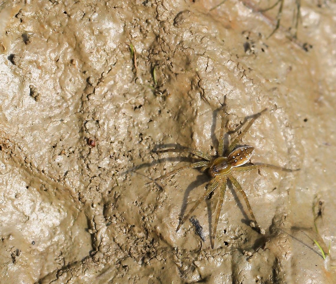 Dolomedes triton A generously sized spider identified by its large size and distinctive markings. Seen in drying mud pool in wetland habitat. <br />
Body length 60 mm Araneae,Dolomedes triton,Geotagged,Nursery web spider,Pennsylvania,Pisauridae,Six-spotted fishing spider,Spider,Summer,United States,arachnid,arthropod,hunter,invertebrate