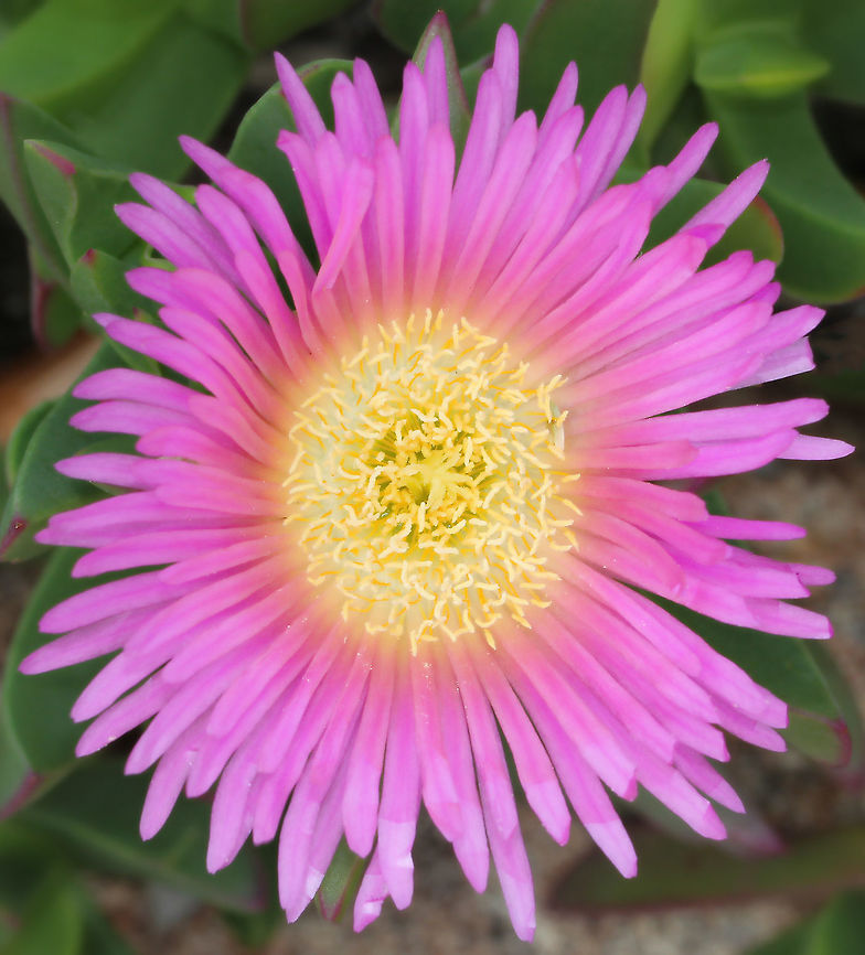 Carpobrotus glaucescens A succulent plant with spectacular bright pink flowers. Carpobrotus glaucescens (commonly known as pigface, ice plant or angular sea fig) is native to Australia and is edible. The red-purple fruit has a flavour described as like salty strawberry. The thick, fleshy leaves can also be eaten &ndash; raw or cooked and the juice from the leaves can be used to soothe stings or burnt skin. <br />
Flowers 5 cm in diameter, leaves up to 10 cm in length Aizoaceae,Australia,Carpobrotus glaucescens,Caryophyllales,Geotagged,Macro,Pigface,Spring,botany,flower,pink flowers,plant