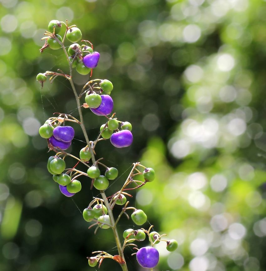 Australian paroo lily fruit Dianella caerulea is a native species here in Australia. <br />
It forms mats 1.5 m high and spreading to 1.5 m across. The stems are erect with leaves long and strap like, growing to 75 cm long with rough edges. <br />
The flowers are star shaped, blue and in loose clusters at the ends of branches. The fruit are shiny blue/purple berries as seen here and 7-12 mm in diameter and edible. <br />
<br />
<figure class="photo"><a href="https://www.jungledragon.com/image/102333/australian_paroo_lily.html" title="Australian paroo lily"><img src="https://s3.amazonaws.com/media.jungledragon.com/images/3314/102333_thumb.jpg?AWSAccessKeyId=05GMT0V3GWVNE7GGM1R2&Expires=1759968010&Signature=zBqx4PLAWfvEi7pqT8EtH6YRyUc%3D" width="200" height="194" alt="Australian paroo lily A clumping perennial plant, growing up to a metre high and wide. It has sprays of tiny blue/purple flowers in spring and summer, followed by edible bright indigo berries. <br />
<br />
https://www.jungledragon.com/image/72502/blue_flax_lily_berries.html Asparagales,Asphodelaceae,Australia,Blue flax-lily,Blueberry Lily,Dianella caerulea,Geotagged,Macro,New south wales,Paroo Lily,Purple Flowers,Spring,botany,plant" /></a></figure> Asparagales,Asphodelaceae,Australia,Blue Flax Lily,Blue flax-lily,Blueberry Lily,Daniella caerulea,Dianella caerulea,Geotagged,Macro,Paroo Lily,Paroo lily,Perennial,Spring,berries,botany,plant