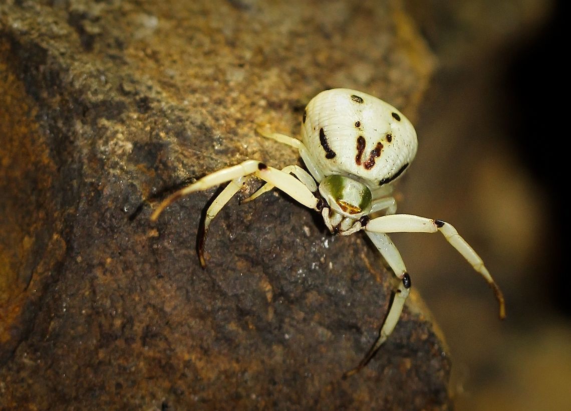 Whitebanded crab spider 10 mm body length<br />
Female Araneae,Geotagged,Macro,Misumenoides formosipes,Pennsylvania,Spider,Summer,Thomisidae,United States,Whitebanded crab spider,arachnid,arthropod,invertebrate