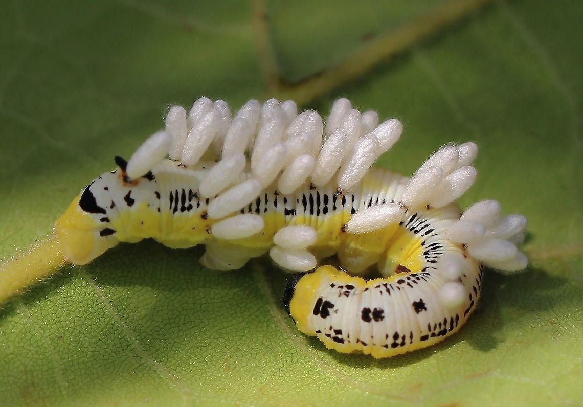 The end and the beginning A moment of simultaneous fascination and sadness upon seeing this phenomenon for the first time. Such is the natural world and all its many convoluted, connected pathways.<br />
I believe this is a catalpa sphinx moth caterpillar that has been parasitised by a braconid wasp...seen here attached to the caterpillar are the wasp pupae, or cocoons that have finished feeding and are metamorphosing into adults.<br />
I noted that the caterpillars (although often stunted and slow to react), looked alive with their extra baggage of cocoons - but I learned that the damage had been done and their days were numbered.<br />
Body length of caterpillar 50mm<br />
<br />
<br />
 Braconid wasp,Catalpa Sphinx,Catalpa Sphinx larva,Ceratomia catalpae,Cocoon,Geotagged,Lepidoptera,Macro,Parasite,Sphingidae,Summer,United States,insect,invertebrate,pennsylvania