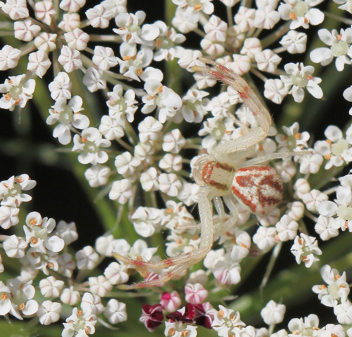 Mecaphesa asperata Tiny Thomisid - movement gave this tiny and pretty little specimen away, with its colours and markings providing great camouflage.  <br />
5 mm body length. Female<br />
Possibly a juvenile?  Araneae,Geotagged,Macro,Mecaphesa asperata,Northern Crab Spider,Spider,Summer,Thomisidae,United States,arachnid,arthropod,invertebrate,pennsylvania