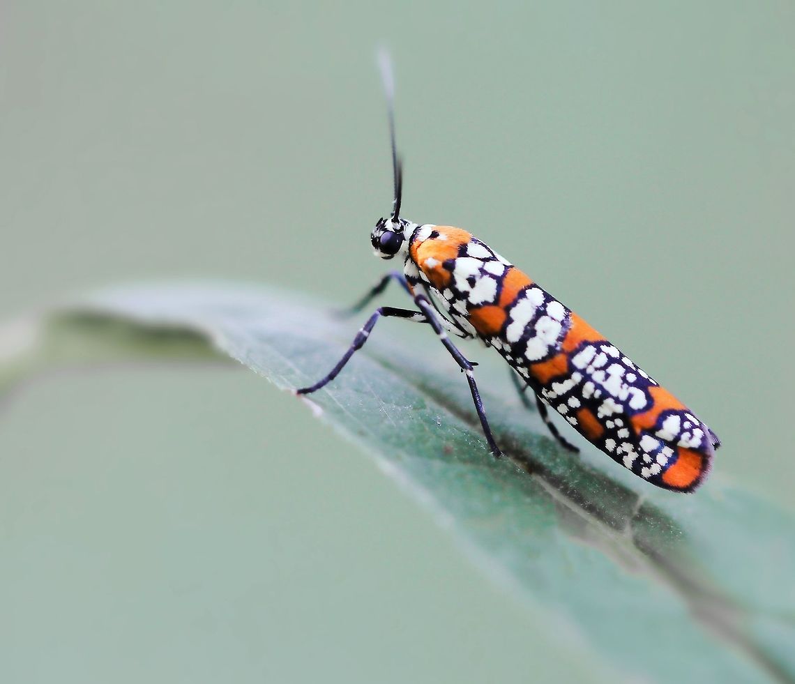 Atteva aurea The habitat of its original larval host plants: the paradise trees Simarouba glauca and Simarouba amara is in the region of South Florida and the American tropics (south to Costa Rica). But another tree, commonly known as tree-of-heaven (Ailanthus altissima), originally from China, has been widely introduced and naturalized, and this moth has been able to adapt to this new host plant, giving rise to its common name, the ailanthus webworm.<br />
<br />
Wingspan 25 mm. <br />
<br />
<figure class="photo"><a href="https://www.jungledragon.com/image/105548/ailanthus_webworm.html" title="Ailanthus webworm"><img src="https://s3.amazonaws.com/media.jungledragon.com/images/3314/105548_thumb.jpg?AWSAccessKeyId=05GMT0V3GWVNE7GGM1R2&Expires=1767225610&Signature=iS6jwro4i%2Fshwx2NWF1KIFC2aU8%3D" width="200" height="146" alt="Ailanthus webworm The habitat of its original larval host plants: the paradise trees Simarouba glauca and Simarouba amara is in the region of South Florida and the American tropics (south to Costa Rica). But another tree, commonly known as tree-of-heaven (Ailanthus altissima), originally from China, has been widely introduced and naturalized, and this moth has been able to adapt to this new host plant, giving rise to its common name, the ailanthus webworm.<br />
<br />
https://www.jungledragon.com/image/72710/atteva_aurea.html<br />
<br />
 Ailanthus webworm,Atteva aurea,Attevidae,Fall,Geotagged,Lepidoptera,United States,arthropod,autumn,fauna,insect,invertebrate,macro,pennsylvania" /></a></figure> Ailanthus Webworm moth,Atteva aurea,Attevidae,Geotagged,Lepidoptera,Macro,Moth,Summer,United States,insect,invertebrate,markings,pattern,pennsylvania