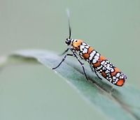 Atteva aurea The habitat of its original larval host plants: the paradise trees Simarouba glauca and Simarouba amara is in the region of South Florida and the American tropics (south to Costa Rica). But another tree, commonly known as tree-of-heaven (Ailanthus altissima), originally from China, has been widely introduced and naturalized, and this moth has been able to adapt to this new host plant, giving rise to its common name, the ailanthus webworm.<br />
<br />
Wingspan 25 mm. <br />
<br />
https://www.jungledragon.com/image/105548/ailanthus_webworm.html Ailanthus Webworm moth,Atteva aurea,Attevidae,Geotagged,Lepidoptera,Macro,Moth,Summer,United States,insect,invertebrate,markings,pattern,pennsylvania