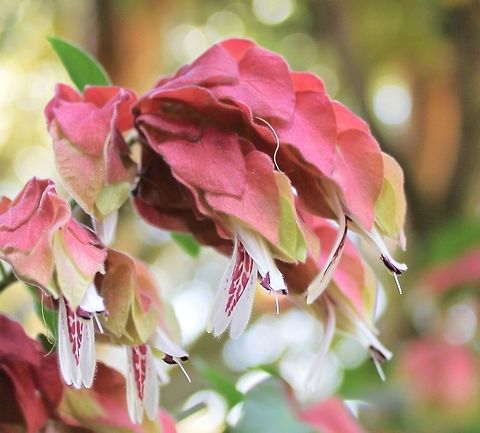 Mexican Shrimp plant An evergreen shrub growing to 1 metre in height. The shrimp plant thrives here in Australia as in other tropical areas.  Acanthaceae,Australia,Flora,Geotagged,Justicia brandegeeana,Lamiales,Mexican Shrimp plant,botany,pink flowers,plant,spring