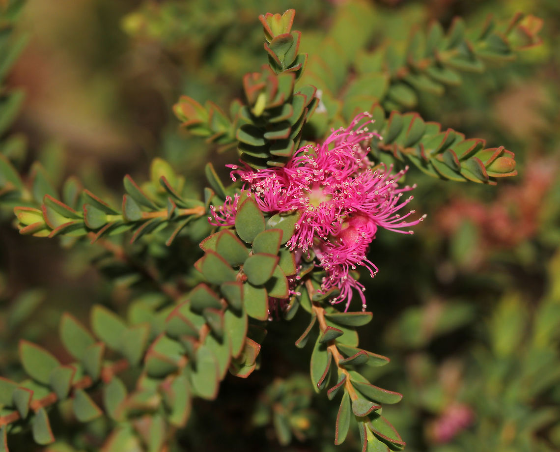 Melaleuca thymifolia Native to this area of Australia, on the east coast. <br />
A small shrub with tiny, grey-green leaves and a profusion of mauve-pink fluffy flowers which appear from late winter to summer. <br />
Commonly known here as thyme honey-myrtle. This cultivar is 'Cotton Candy'. <br />
 Australia,Flora,Geotagged,Melaleuca thymifolia,Myrtaceae,Myrtales,Thyme honey-myrtle,botany,pink flowers,plant,summer,thymifolia