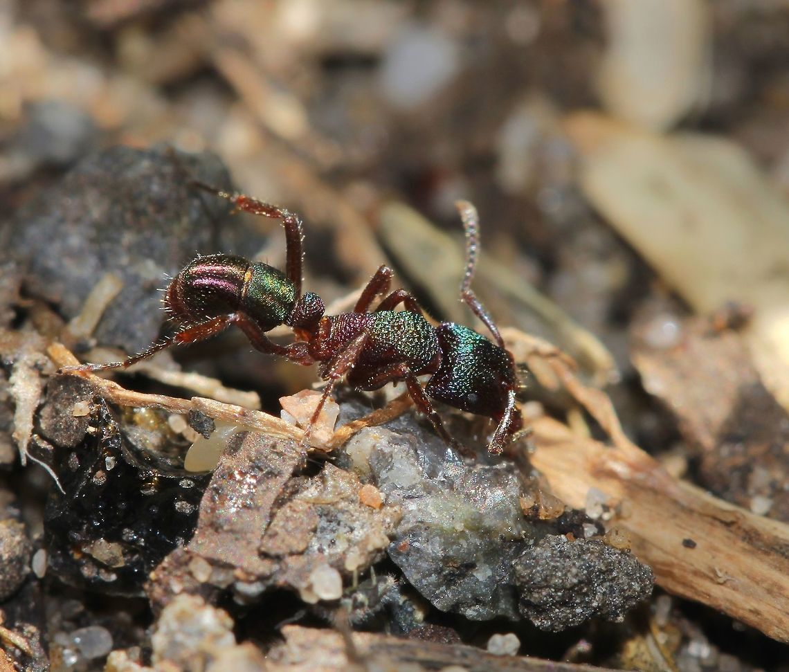 Rhytidoponera metallica These fine looking ants are endemic here in Australia. <br />
Commonly known as the Metallic Pony ant. Active during the day, I&#039;ve seen them enjoying a diet of small arthropods, honeydew from sap-sucking insects and seeds. Personal experience allows me to share the fact that the sting is painful, but short-lived! <br />
5 mm length Ant,Australia,Formicidae,Geotagged,Green-head ant,Hymenoptera,Macro,Rhytidoponera metallica,green-head ant,insect,metallic pony ant,summer