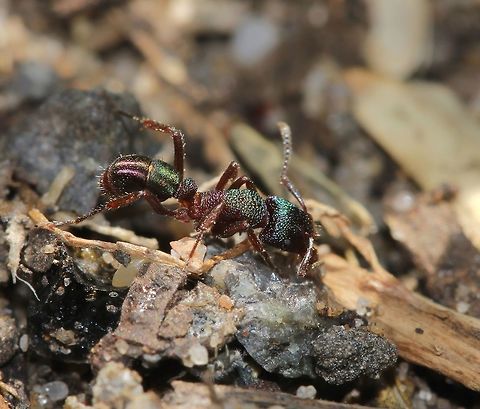 Rhytidoponera metallica These fine looking ants are endemic here in Australia. 
Commonly known as the Metallic Pony ant. Active during the day, I've seen them enjoying a diet of small arthropods, honeydew from sap-sucking insects and seeds. Personal experience allows me to share the fact that the sting is painful, but short-lived! 
5 mm length Ant,Australia,Formicidae,Geotagged,Green-head ant,Hymenoptera,Macro,Rhytidoponera metallica,green-head ant,insect,metallic pony ant,summer