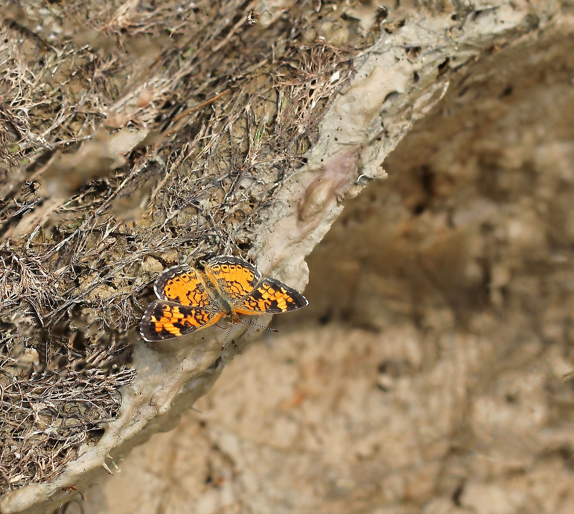 Phyciodes tharos Commonly known as the Pearl crescent, this one seen mud-puddling.<br />
25 mm wingspan. Butterfly,Geotagged,Lepidoptera,Nymphalidae,Pearl Crescent,Phyciodes tharos,Summer,United States,insect,invertebrate,pennsylvania