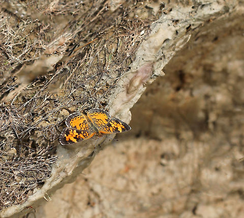 Phyciodes tharos Commonly known as the Pearl crescent, this one seen mud-puddling.
25 mm wingspan. Butterfly,Geotagged,Lepidoptera,Nymphalidae,Pearl Crescent,Phyciodes tharos,Summer,United States,insect,invertebrate,pennsylvania