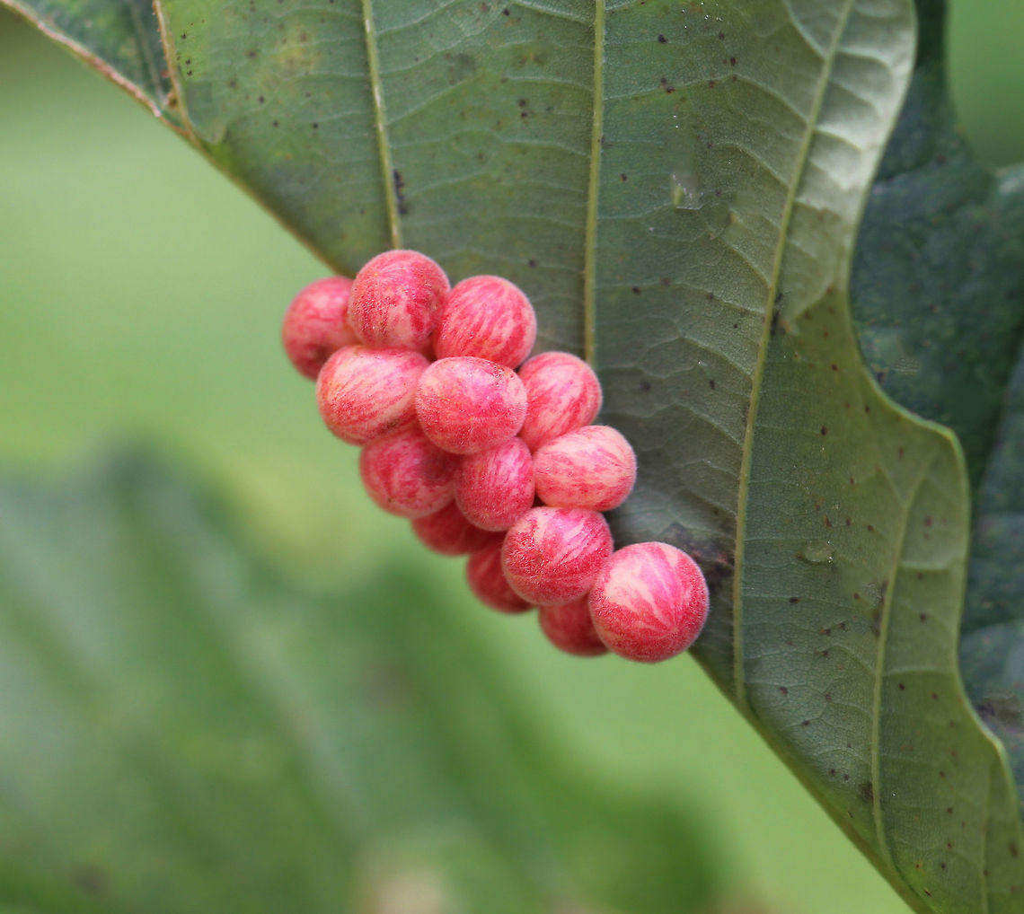 Oak leaf galls I believe this is the correct ID. Any advice welcome.  Geotagged,Macro,Oak leaf gall,Summer,United States,galls,pennsylvania