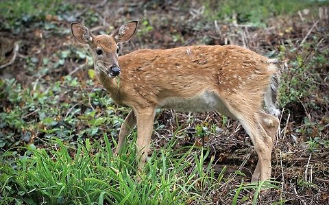 Odocoileus virginianus This sweet little white-tail deer was one of twins which was special to see. Together with their mother, casually munching at the side of a rural road.  Artiodactyla,Cervidae,Deer,Geotagged,Odocoileus virginianus,Summer,United States,Vertebrate,White-tail Deer,White-tailed deer,fauna,mammal,pennsylvania