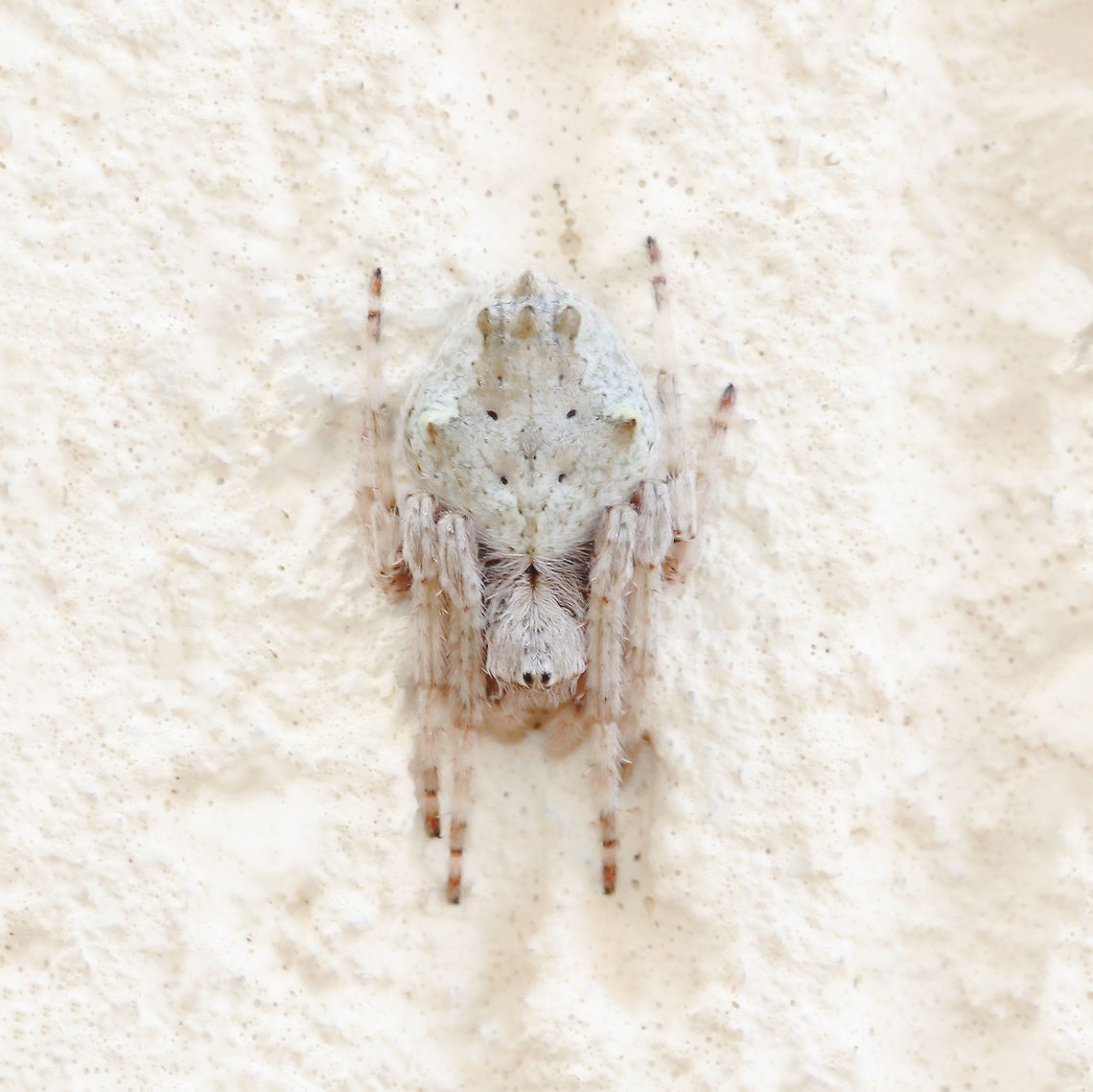 Eriophora pustulosa This is by far the palest E. pustulosa I&#039;ve come across - and of note is the similarity to the wall upon which I found it resting. It was the first time I considered the variability of camouflage of these spiders. Up until this point, they have all been light brown to dark brown. <br />
<br />
Female 10 mm Araneae,Araneidae,Australia,Australian garden orb weaver spider,Camouflage,Eriophora pustulosa,Garden orb weaver spider,Geotagged,Macro,Spider,Spring,arachnid,arthropod,invertebrate
