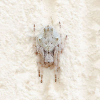 Eriophora pustulosa This is by far the palest E. pustulosa I've come across - and of note is the similarity to the wall upon which I found it resting. It was the first time I considered the variability of camouflage of these spiders. Up until this point, they have all been light brown to dark brown. <br />
<br />
Female 10 mm Araneae,Araneidae,Australia,Australian garden orb weaver spider,Camouflage,Eriophora pustulosa,Garden orb weaver spider,Geotagged,Macro,Spider,Spring,arachnid,arthropod,invertebrate