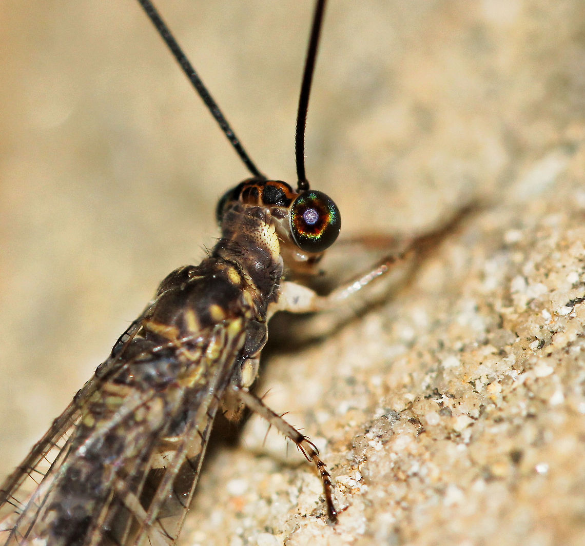 Antlion Slender insect in order Neuroptera, with wings held in tent like position over body when at rest. <br />
Adult antlion close crop to highlight the eye.<br />
40 mm length Adult Antlion,Australia,Geotagged,Macro,Myrmeleontidae,Neuroptera,Summer,arthropod,compound eye,eye,insect,invertebrate