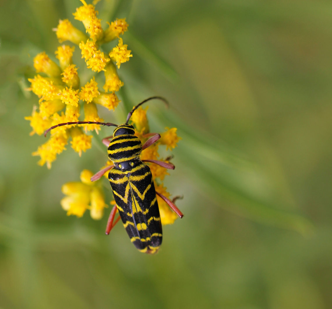 Locust Borer beetle Seen feeding on Goldenrod pollen in a meadow setting.<br />
15 mm length Cerambycinae,Coleoptera,Geotagged,Locust Borer,Locust borer,Macro,Megacyllene robiniae,Summer,United States,arthropod,beetle,insect,invertebrate,pennsylvania