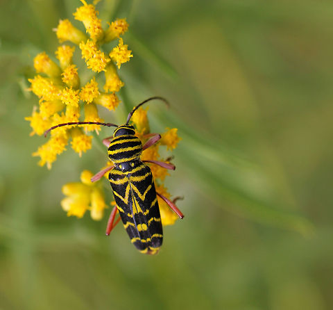 Locust Borer beetle Seen feeding on Goldenrod pollen in a meadow setting.
15 mm length Cerambycinae,Coleoptera,Geotagged,Locust Borer,Locust borer,Macro,Megacyllene robiniae,Summer,United States,arthropod,beetle,insect,invertebrate,pennsylvania