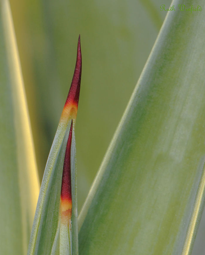 Agave desmettiana 'Variegata' Native to Mexico. <br />
A duet of formidable spines...one will grace each leaf on this evergreen succulent. It grows as an urn-shaped rosette of elegantly curved, bright green leaves with yellow edges.<br />
Each leaf is thick, rigid, fleshy and lanceolate, up to 1 m long.<br />
Each red spine 3 cm in length. Agave,Agave desmetiana,Agave desmettiana,Asparagaceae,Asparagales,Australia,Geotagged,Macro,Smooth agave,Spikes,Summer,botany,plant,plant defence